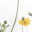 David Cordero & Rhucle : So Far, So Close [CD-R]