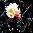 Beroshima : Polyphonication [CD]