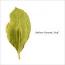 Stefano Guzzetti : Leaf [CD]