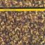 Dollboy : A Beard Of Bees [CD]