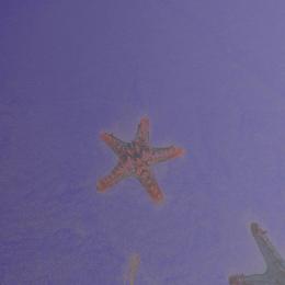 Hipnotic Earth : Starfish & Giant Foams [CD]