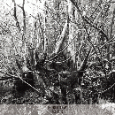 Thisquietarmy : Rebirths [CD]