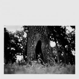 Tum Sun : A Tree Hollow [CD-R]