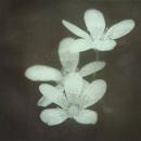 Tides : Where Her Flowers Still Bloom [CD-R]