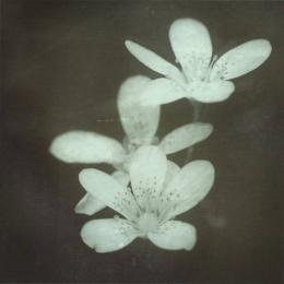 Tides : Where Her Flowers Still Bloom [CD-R]