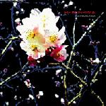 Beroshima : Polyphonication [CD]