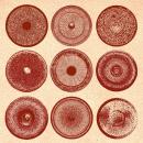 Ensemble Nist-Nah : Spilla [CD]