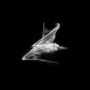 Emptyset : Recur [CD]